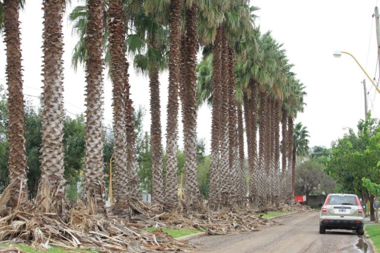 El municipio realizó limpieza y poda de palmeras en Loteo Los Palmares y Altos del Prado