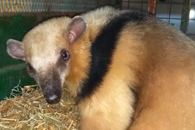 Rescatan una osa melera en Cruz del Eje y 20 especies silvestres en Argüello