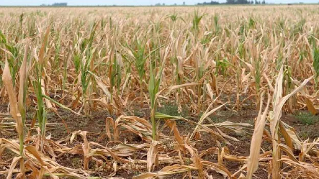 Las lluvias mejoraron las condiciones agrícolas en varias regiones del país