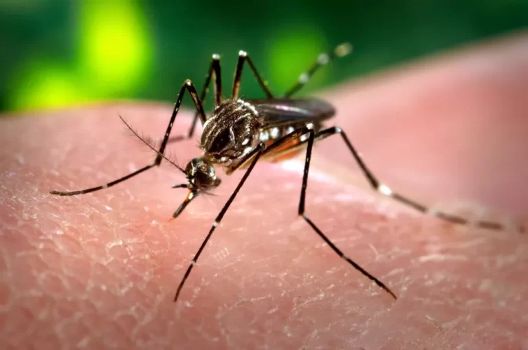 El Ministerio de Salud reportó 41.257 casos de dengue en 15 provincias