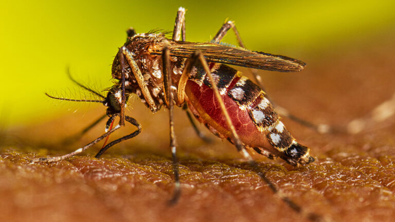 Dengue: en una semana bajaron un 31% los nuevos casos
