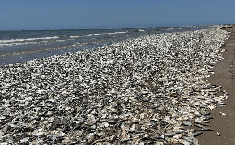  Aparecieron miles de peces muertos en la costa de Texas
