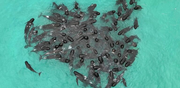 Tragedia ambiental en Australia: tuvieron que sacrificar a las 46 ballenas que seguían varadas y los animales muertos se elevan a 97
