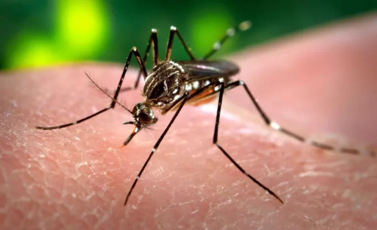  Reportan dos nuevos casos autóctonos de chikungunya en la provincia