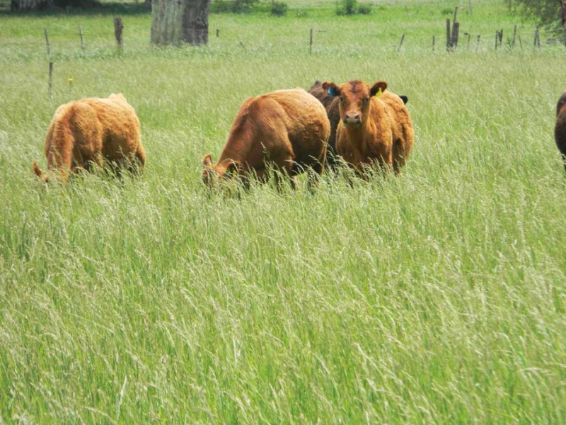 Pasturasvacas