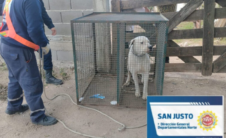  Morteros: tres perros «potencialmente peligrosos» fueron secuestrados por denuncia de vecinos
