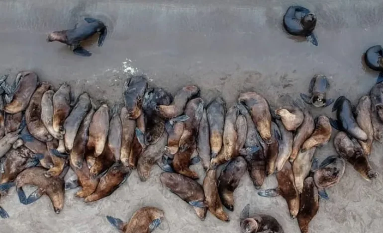  El Senasa confirmó que los lobos marinos hallados muertos tenían gripe aviar