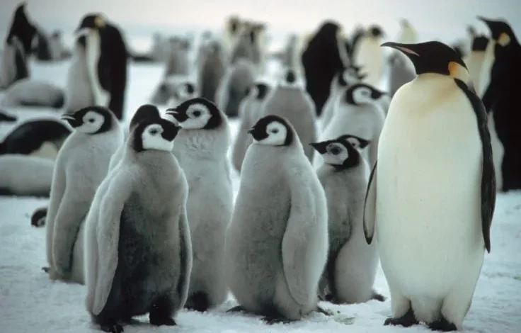  El deshielo precoz de la Antártida pone en peligro a los pingüinos emperador