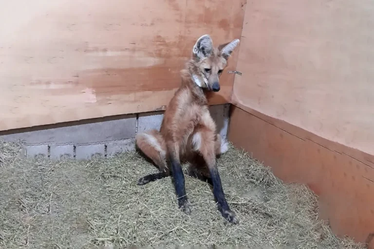 Rescataron un aguará guazú que había sido atacado por perros en Seeber