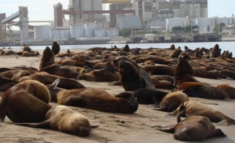  Reportar nuevos casos de gripe aviar en lobos marinos en Chubut y Santa Cruz