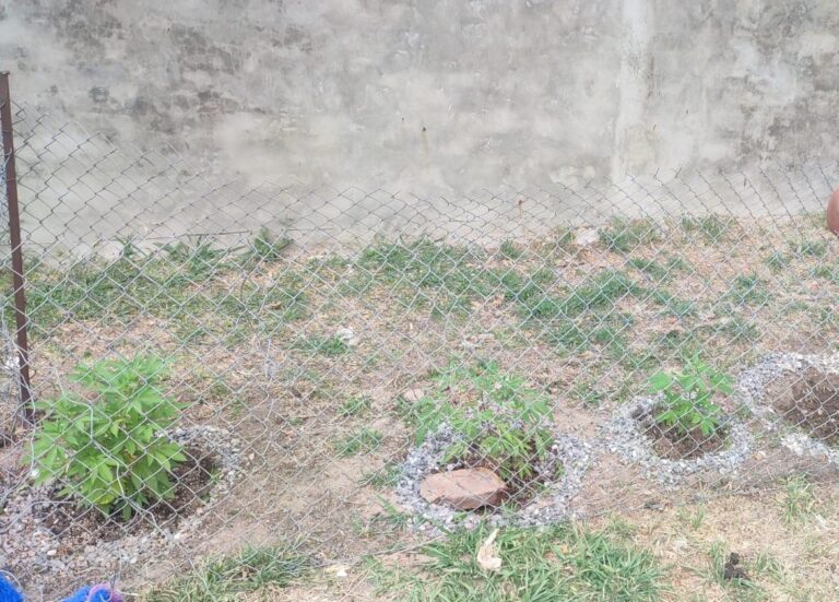Secuestraron varias plantas de marihuana en un departamento
