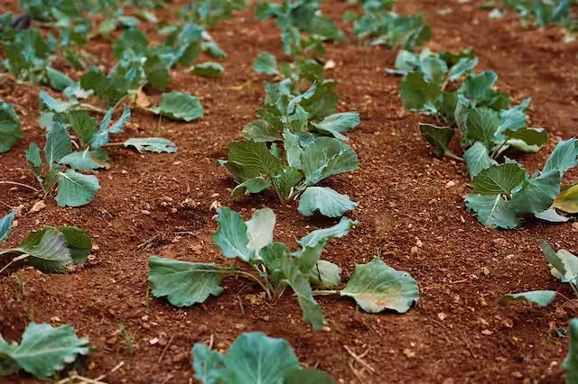 Capacitación «La huerta agroecologica»