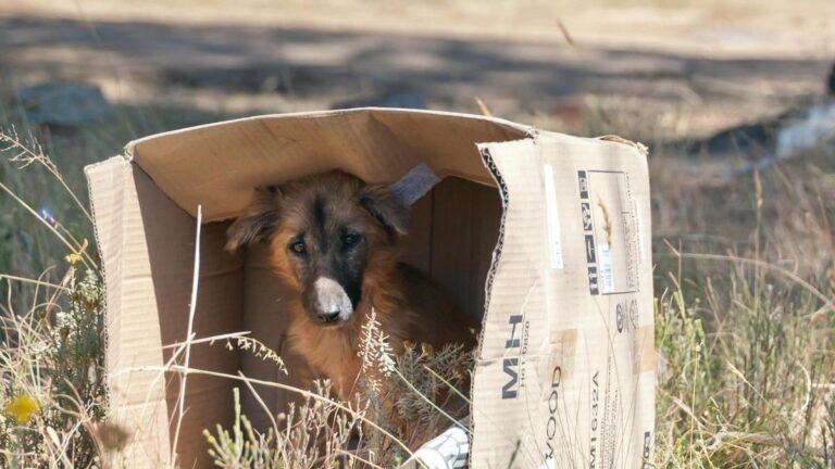 Multarán a las personas que abandonan animales en la calle