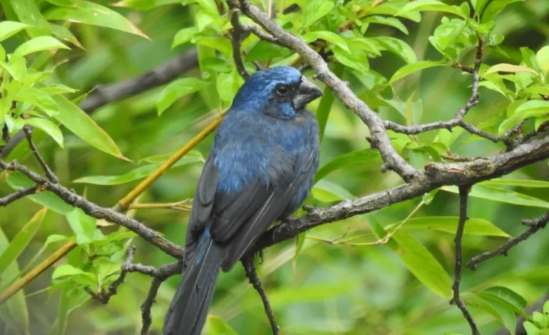  El Fuertecito: Policía Ambiental rescató 32 aves silvestres del cautiverio