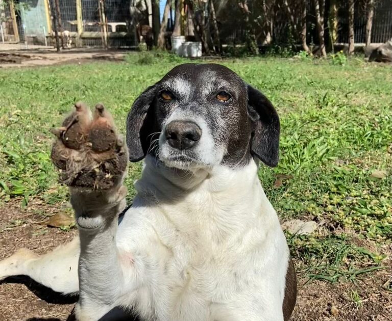 Domingo con Jornada de Adopción