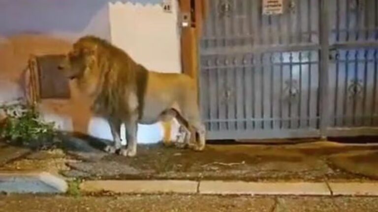 Italia: un león se escapó de un circo cerca de Roma y puso en alerta a la ciudad durante horas