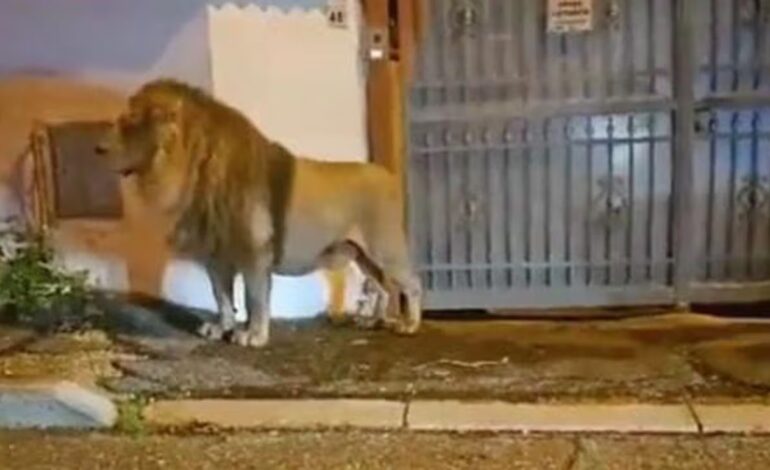  Italia: un león se escapó de un circo cerca de Roma y puso en alerta a la ciudad durante horas
