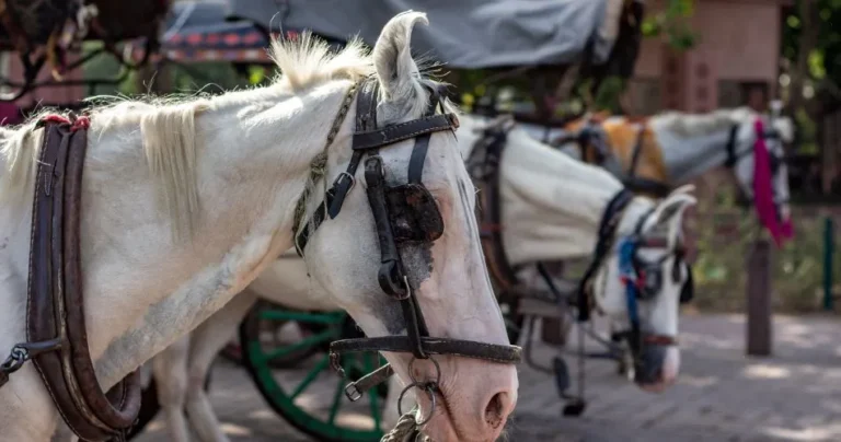 Admiten a ONG como querellante particular en causa penal por maltrato a un caballo