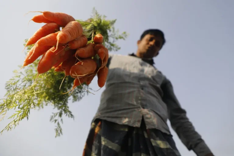 Unas 43,2 millones de personas sufren hambre en América Latina y el Caribe
