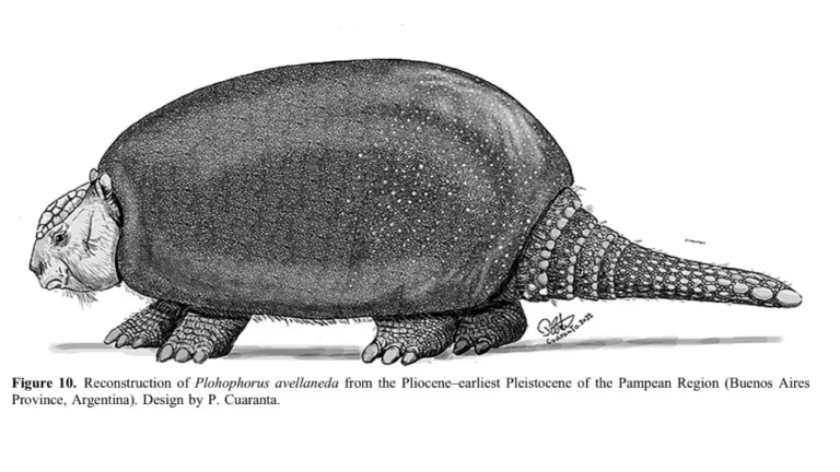 El Conicet describe una nueva especie de gliptodonte en Argentina