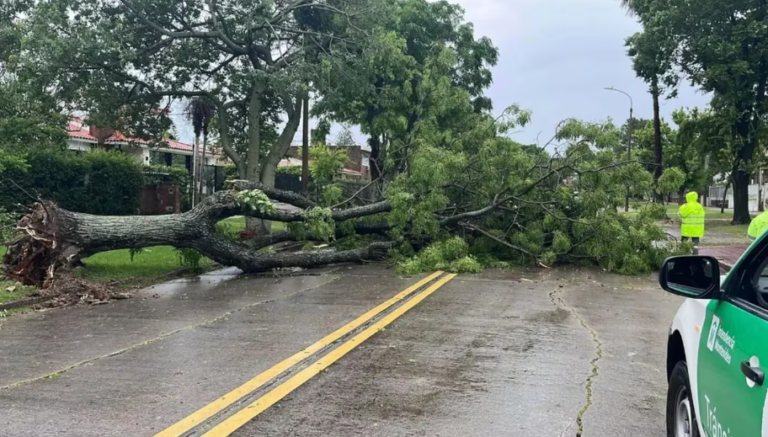 Tragedia en Uruguay: un nene de ocho años y un joven murieron por la caída de árboles durante el temporal