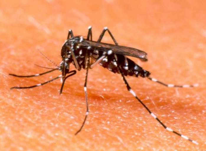 Es falso el audio que circula en grupos de WhatsApp locales acerca de la vacuna contra el dengue