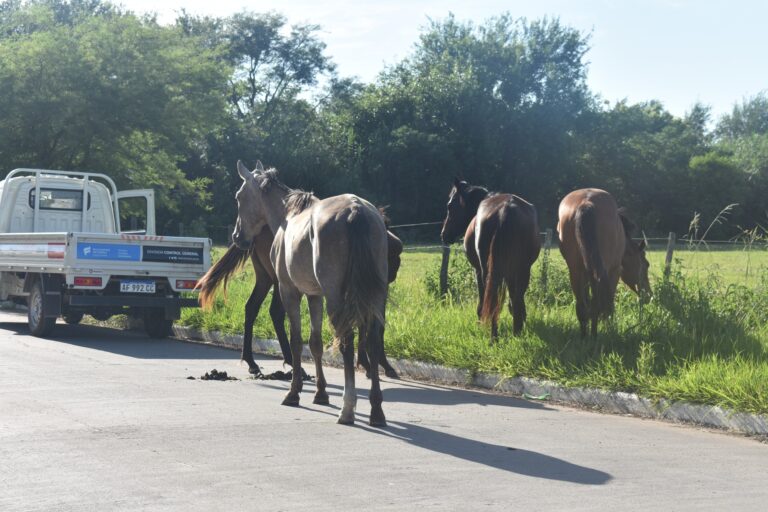 Frontera: Secuestran caballos en la vía pública