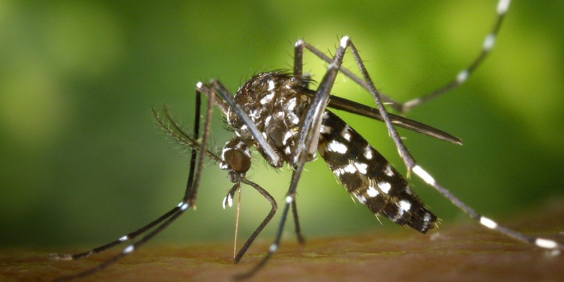 Dengue 1140x570