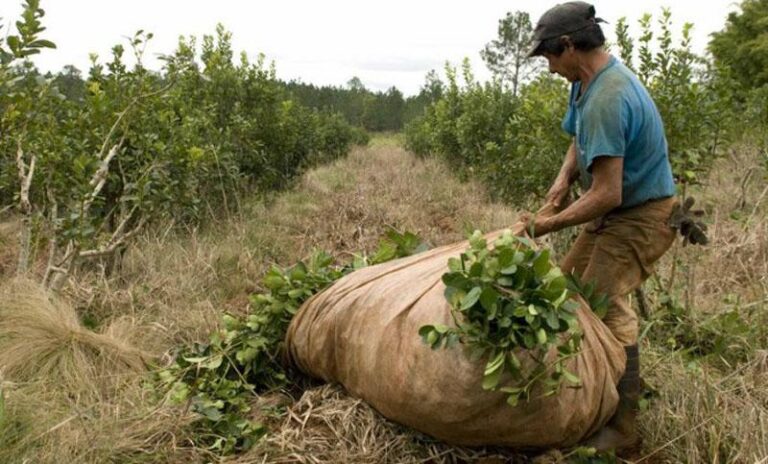 Una jueza de Misiones dicta un amparo contra el DNU porque pone en riesgo la obra social yerbatera