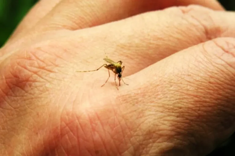 Dengue: se confirmó un nuevo caso autóctono en la ciudad de Córdoba