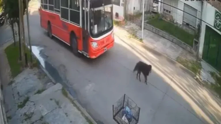 A pedido de Milei, Bullrich detuvo al chofer que atropelló a un perro