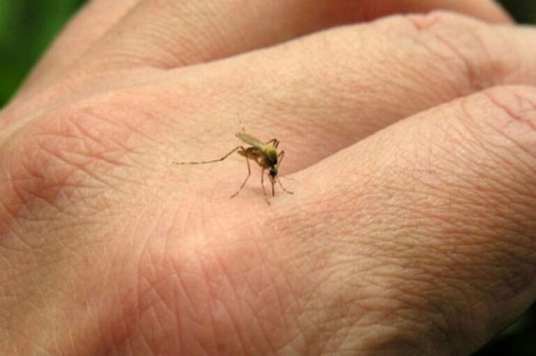 Dengue: la Provincia confirmó que ya suman 148 casos importados y 17 autóctonos