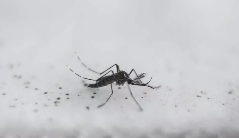 Una mujer de 36 años falleció por dengue y ya suman siete muertes en Misiones