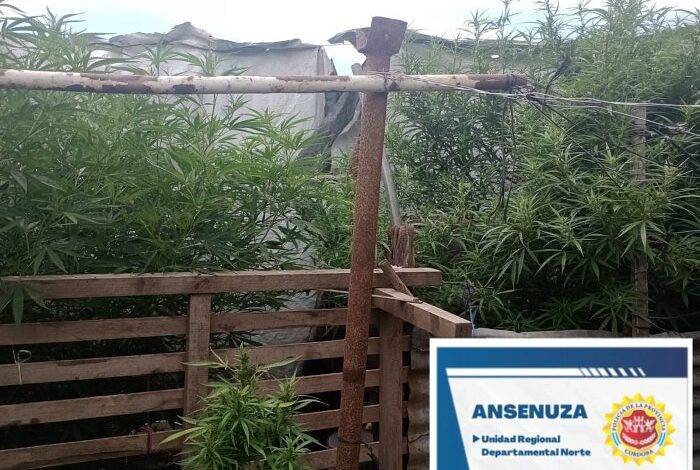  Marull: Secuestraron plantas de marihuana en una vivienda