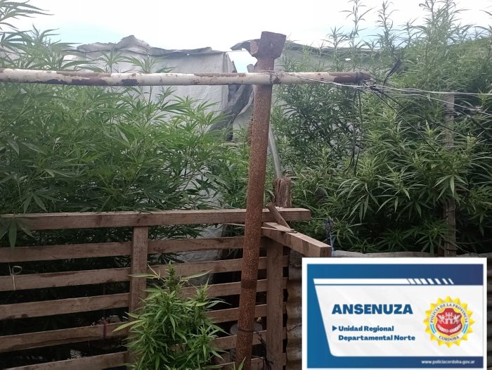 Marull: Secuestraron plantas de marihuana en una vivienda