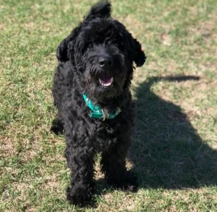 Denuncian asesinato de mascota en nuestra ciudad: Celeste busca respuestas