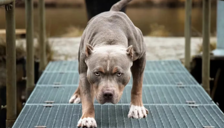 Un hombre murió tras ser brutalmente atacado por una jauría de pitbulls