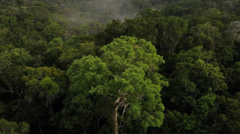 Drástica advertencia por el cambio climático: la mitad del Amazonas está en riesgo de desaparecer en 2050