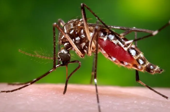 Dengue: 14 provincias presentan «circulación viral», según el Ministerio de Salud