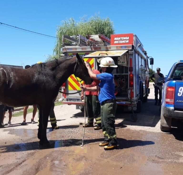 Rescate de caballo en Frontera