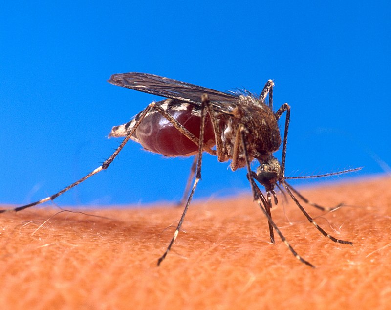 Dengue