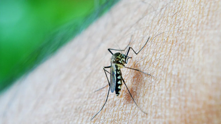 «El dengue hemorrágico produce fallas multiorgánicas» – Mario Vignolo
