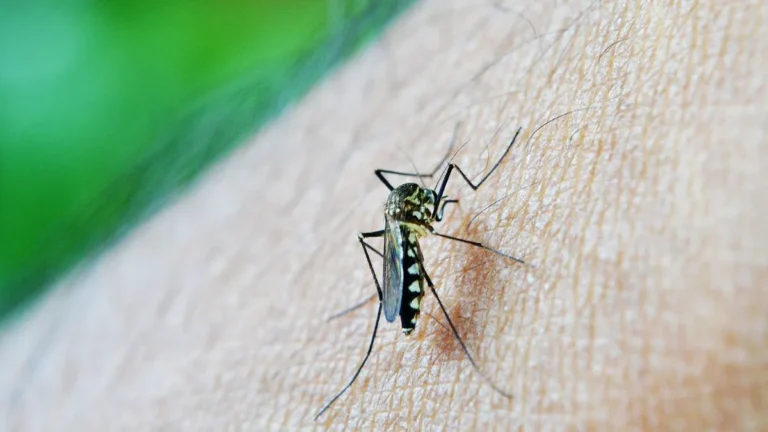 Cifra récord de casos de dengue en Córdoba: 24 muertos