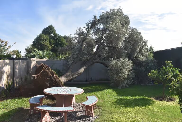 Olivo caido en vivienda de devoto