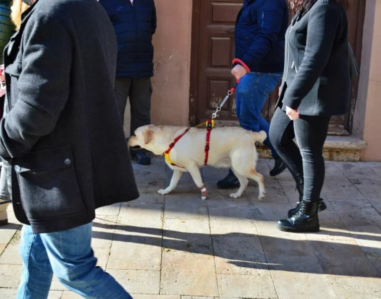 Realizarán bendiciones de animales domésticos en San Francisco