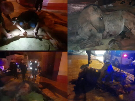 Caballo herido Barrio Vélez Sarsfield