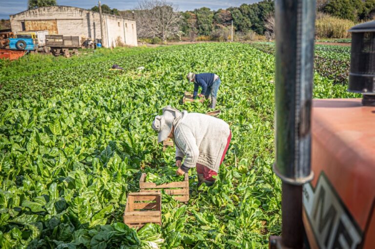 Abrió la inscripción para recibir las semillas del programa Huerta en tu Hogar