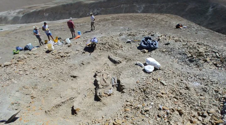 Científicos del Conicet descubrieron restos de un titanosaurio que vivió hace 66 millones de años