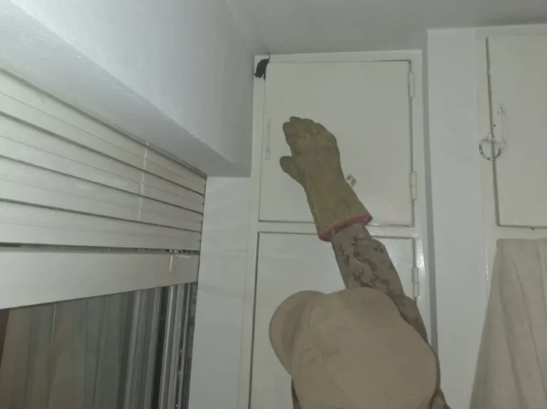 Policía Ambiental capturó numerosos murciélagos en un edificio de Nueva Córdoba