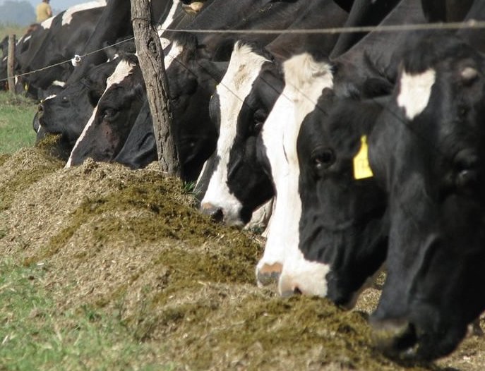 24027 vacas comiendo